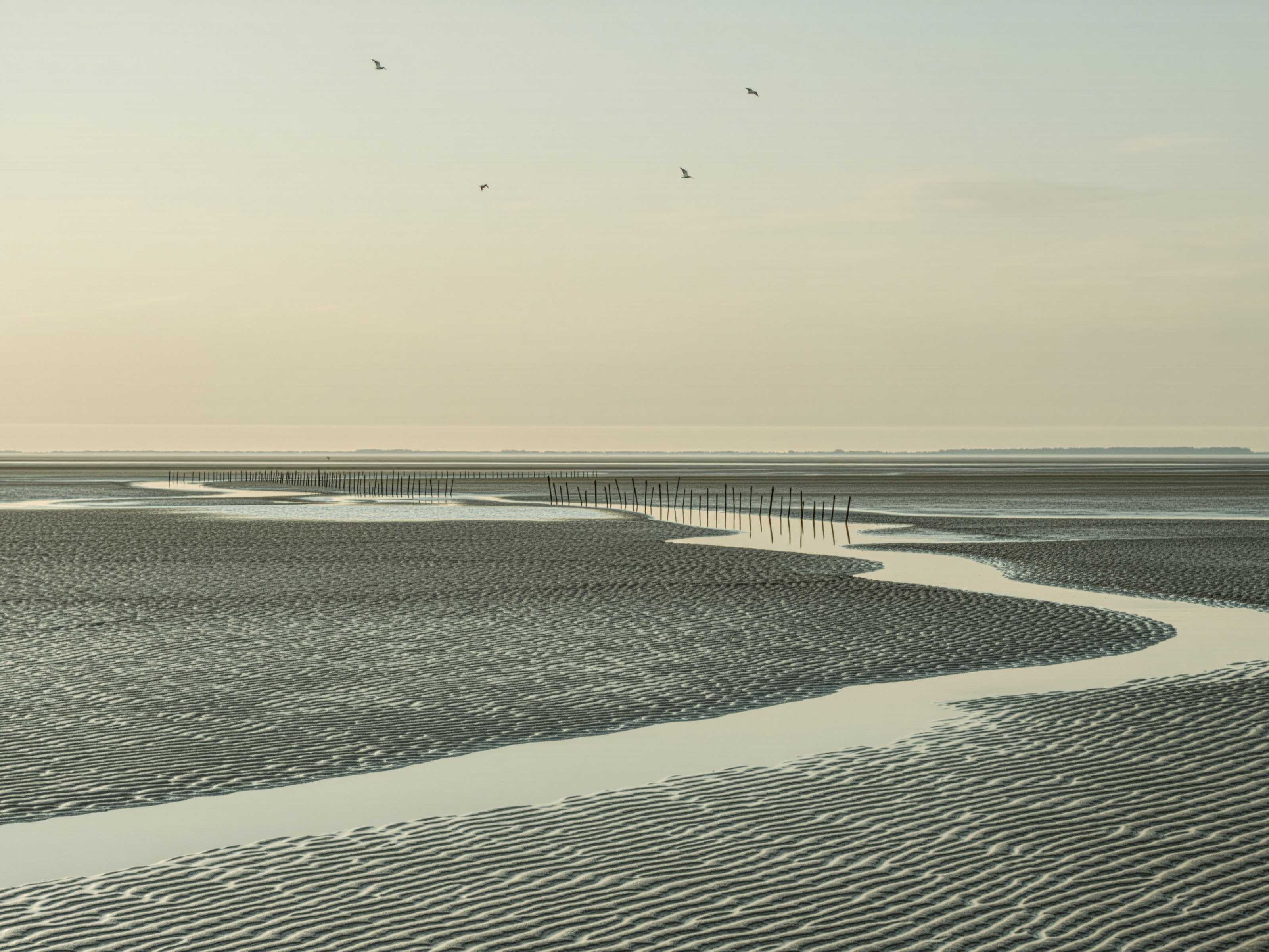 Wattenmeer bei Ebbe vor Keitum: Priele, Rippelmarken und Pricken im Abendlicht